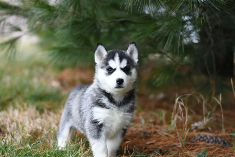 Pomsky_03