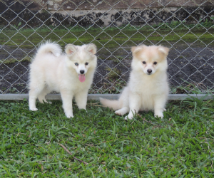 Pomsky F2_02