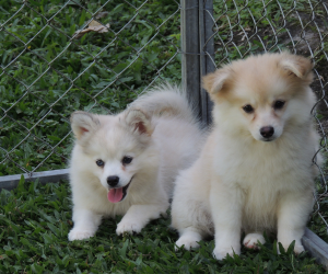 Pomsky F2_01