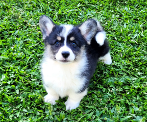 Corgi M_02