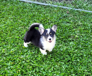 Corgi M_01