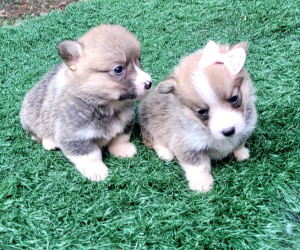 Corgi MF_01