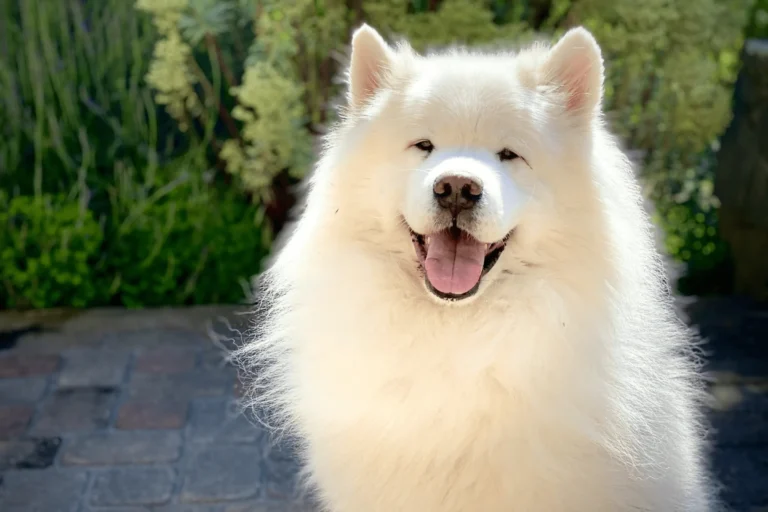 samoieda_03