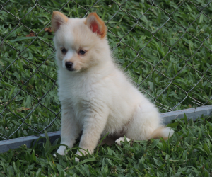 Pomsky F_02