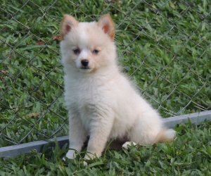 Pomsky F_01