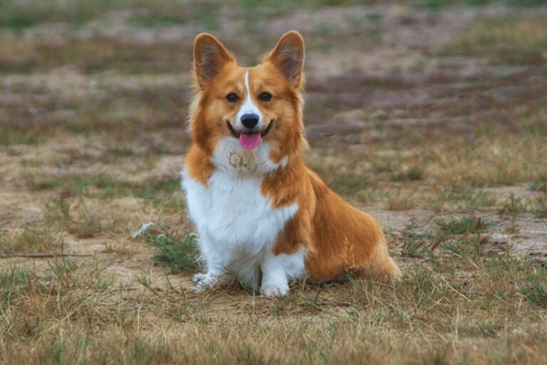Welsh Corgi Pembroke
