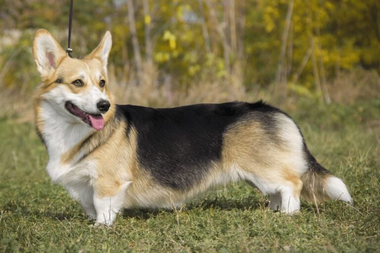 Corgi tricolor