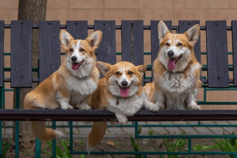 Seu Novo Pet Está Aqui