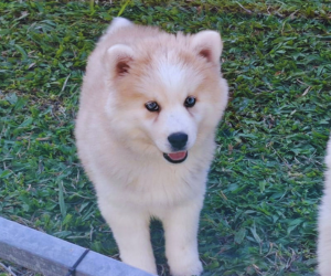 Ruby