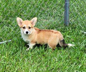 Corgi Babalu