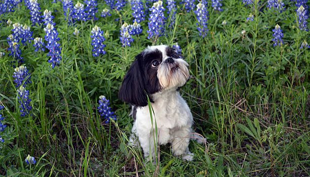 shih-tzu 02