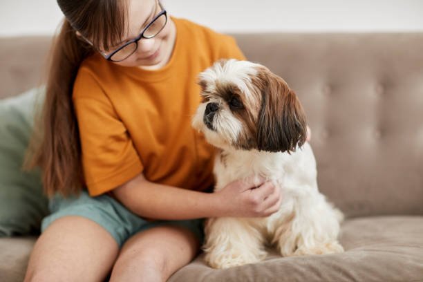 shih-tzu 03