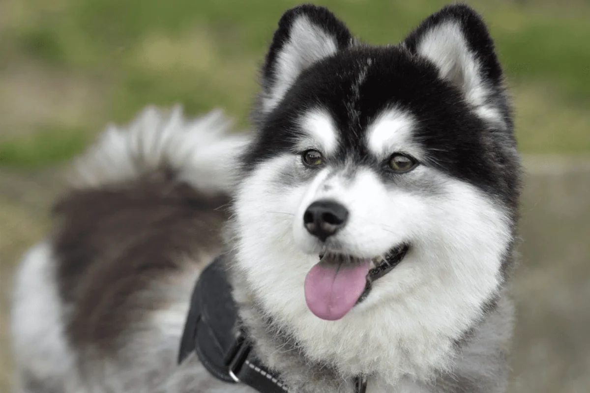 Pomsky_01
